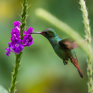 Arenal - Rufous-tailed hummingbird
